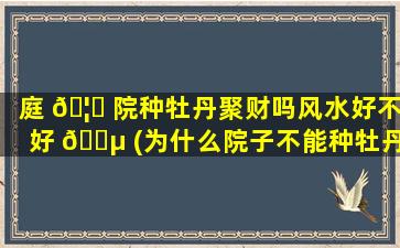 庭 🦈 院种牡丹聚财吗风水好不好 🌵 (为什么院子不能种牡丹)